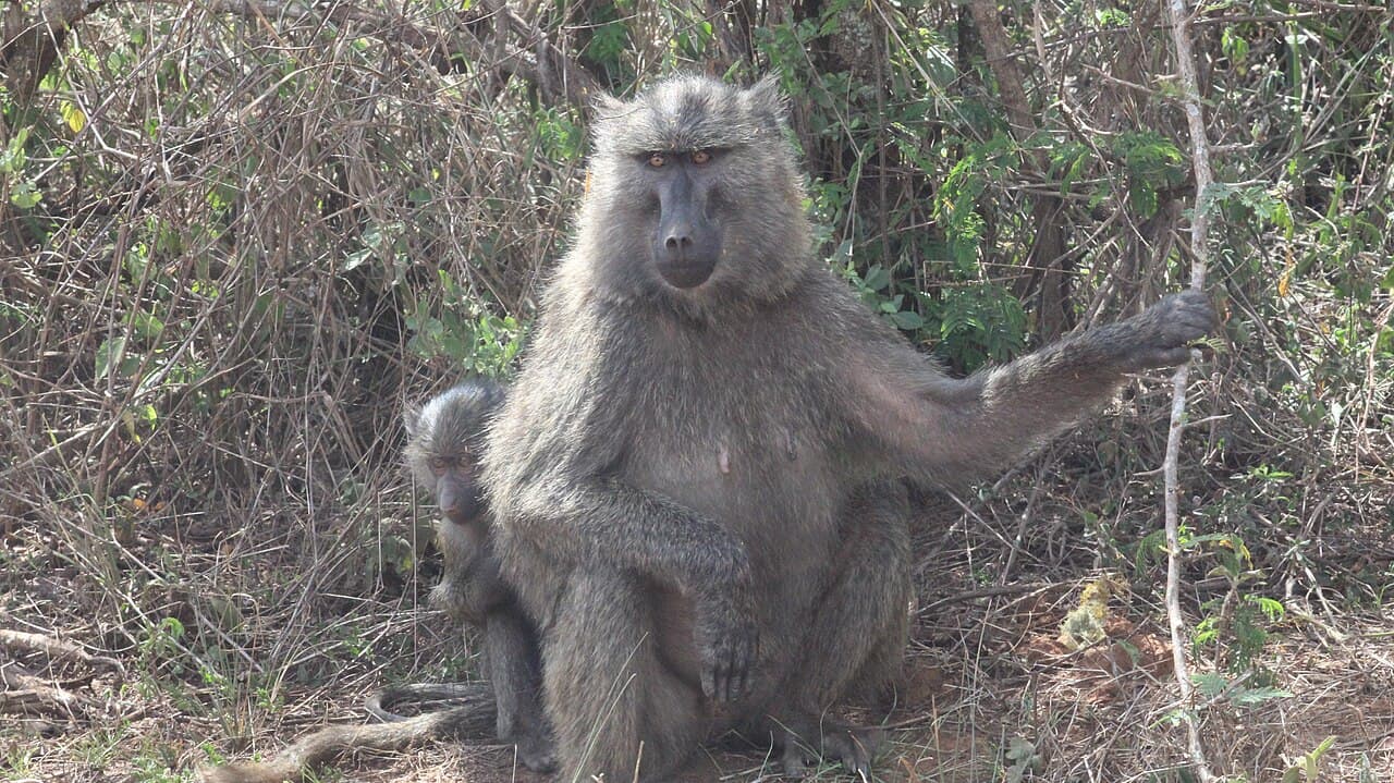 Chimpanzee Trekking