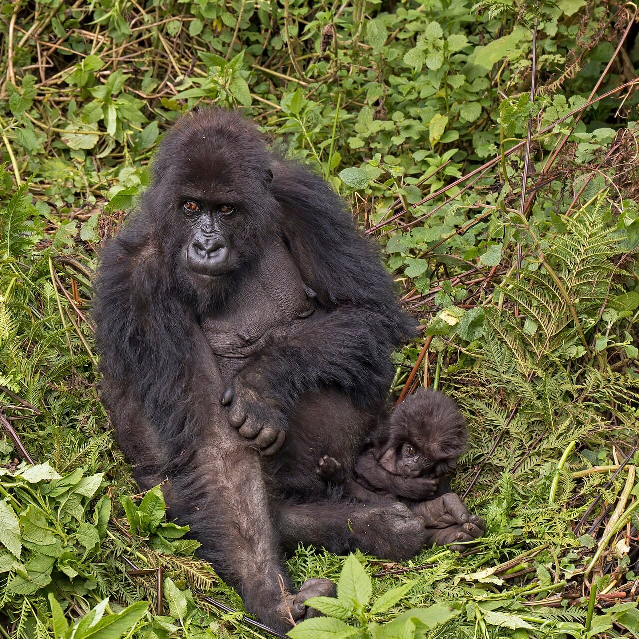 Gorilla Trekking